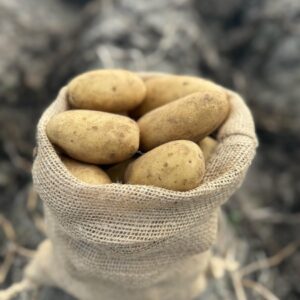 Ziemniak  Queen Anna