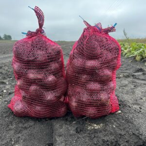 Buraczek czerwony Wodan